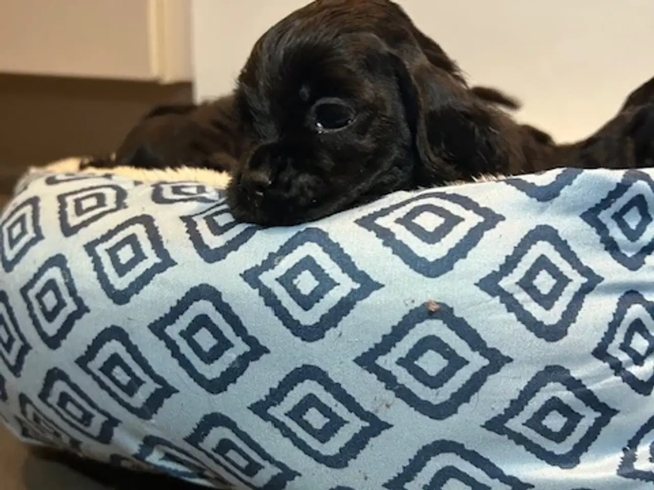 Billede 11 - Amerikansk Cocker hvalpe