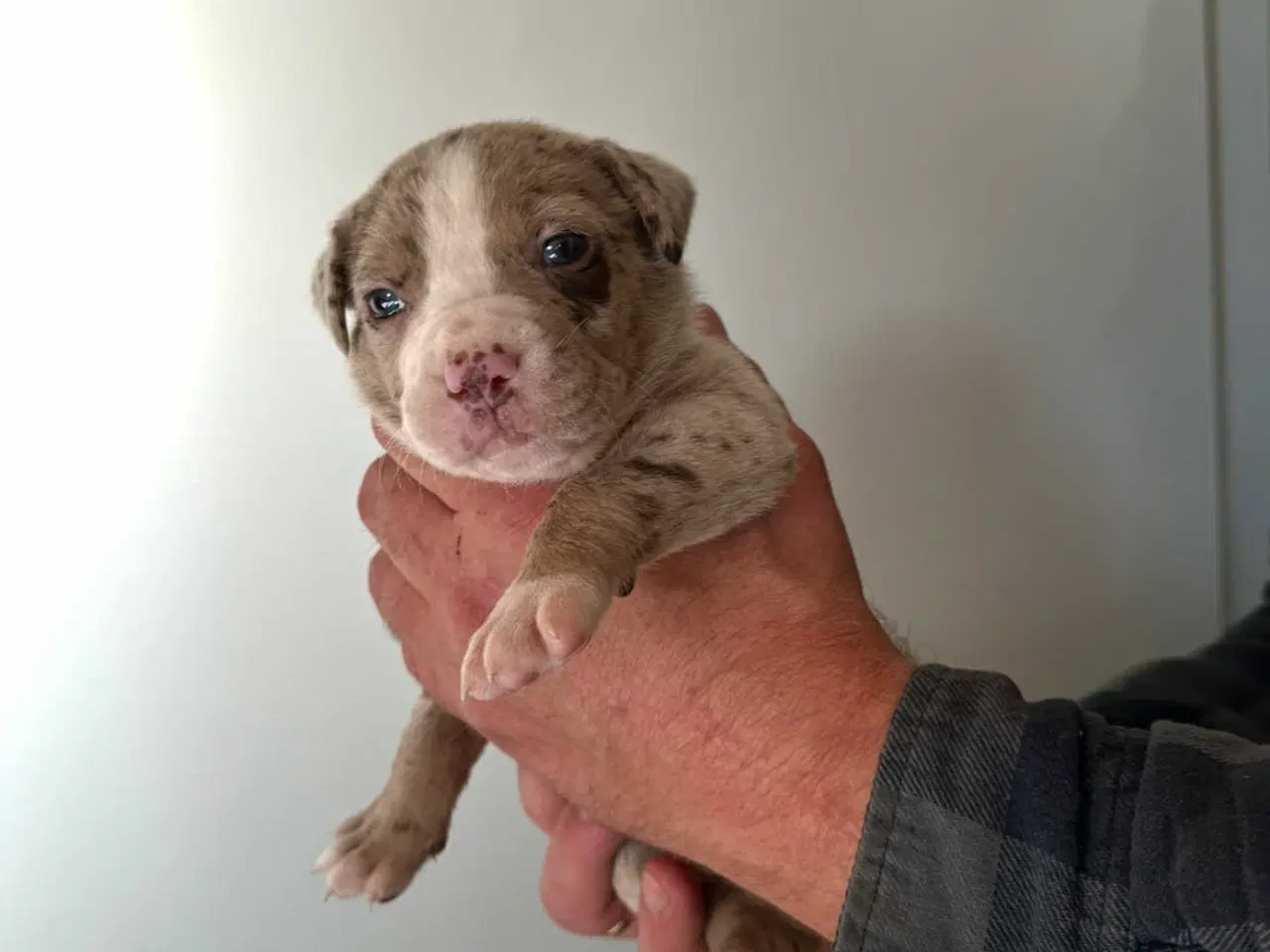 Billede 4 - Bull-Aussie
