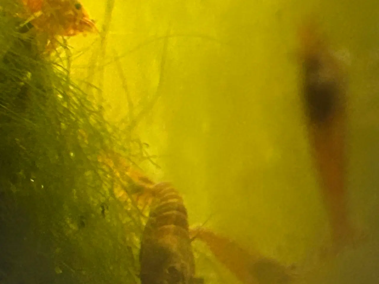 Billede 6 - 🦐🍒 Flotte lys røde kirsebærrejer – Viby J
