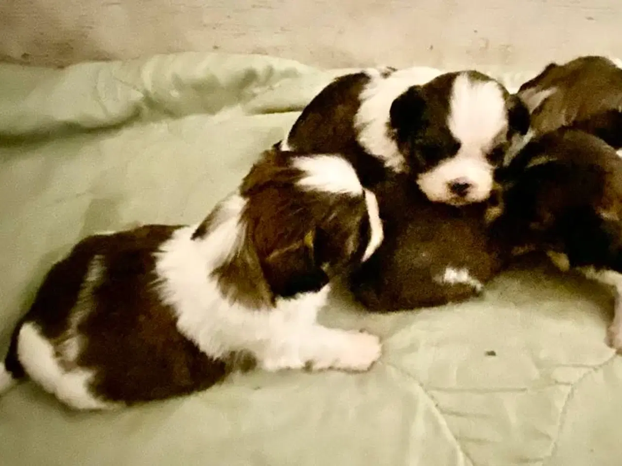 Billede 7 - Små allergivenlige og ikke fældende hundehvalpe