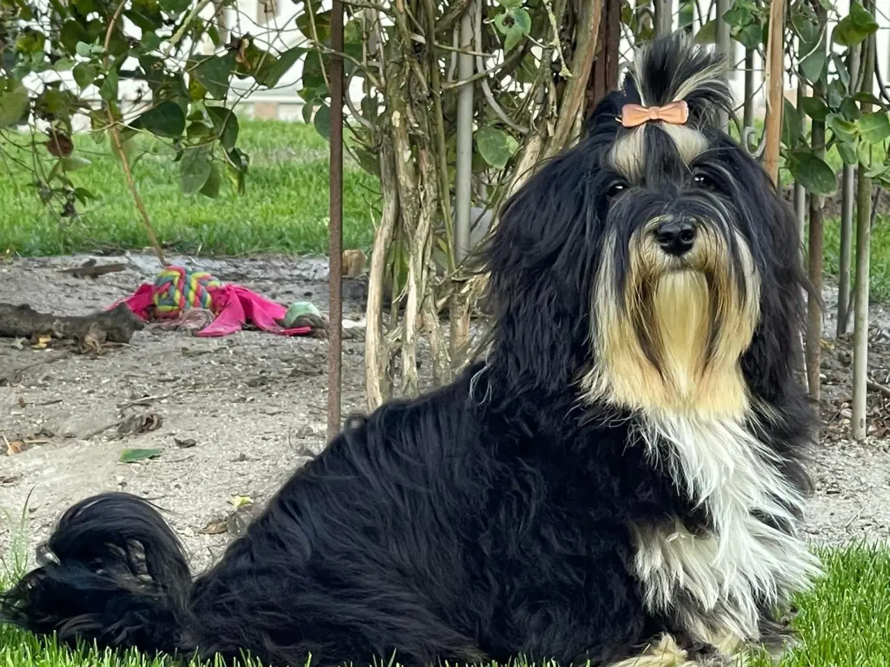 Billede 15 - ❣️Sødeste Bichon Havanais ❣️