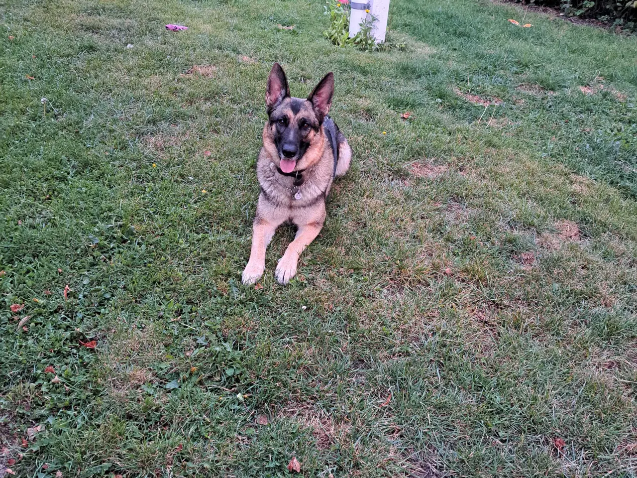 Billede 1 - Grå schæfer  tæve  til salg