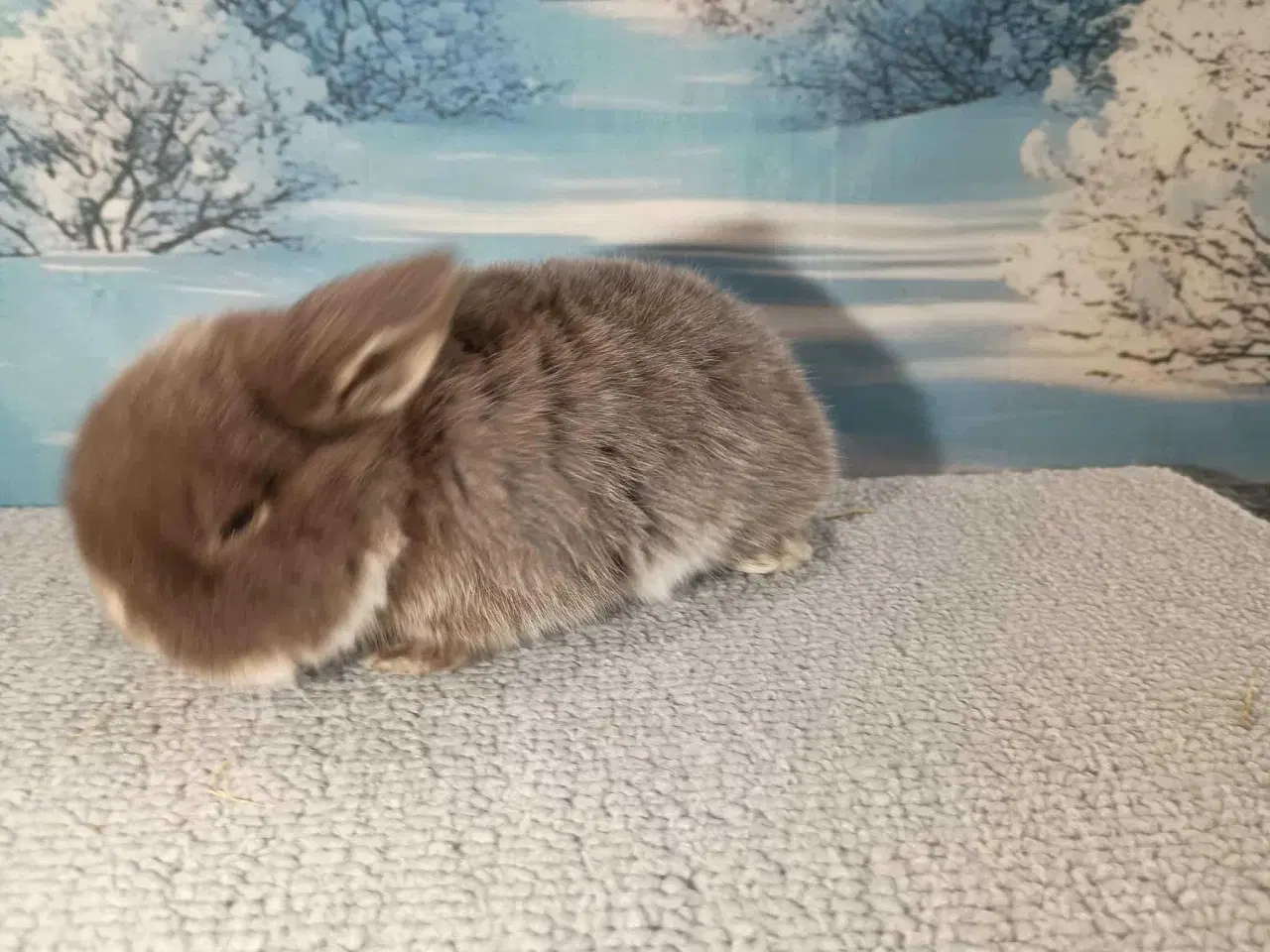 Billede 5 - Minilop pige, dværg kanin hun ung