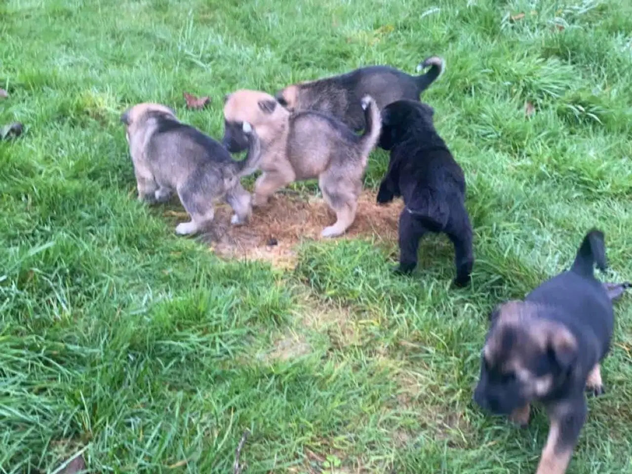 Billede 8 - Hvalpe mixed breed. American akita/ Sort schæfer 