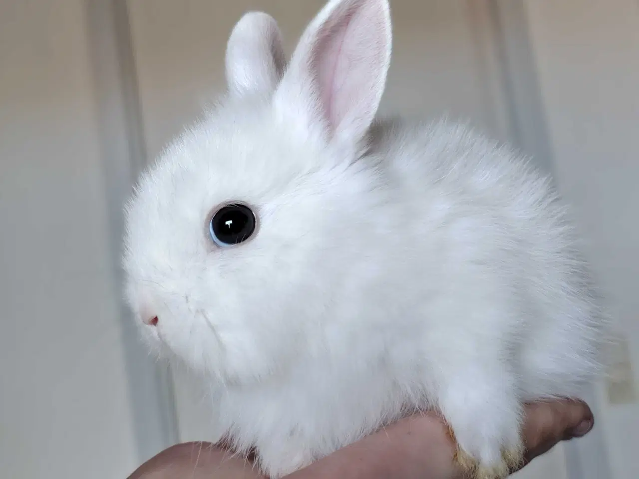 Billede 7 - 5 Stk. 100 % Indendøres Fri-Kaniner 🐰