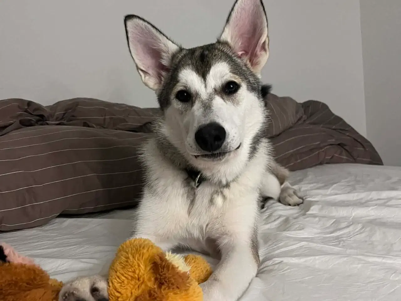 Billede 1 - Nova (Schæfer/Husky)