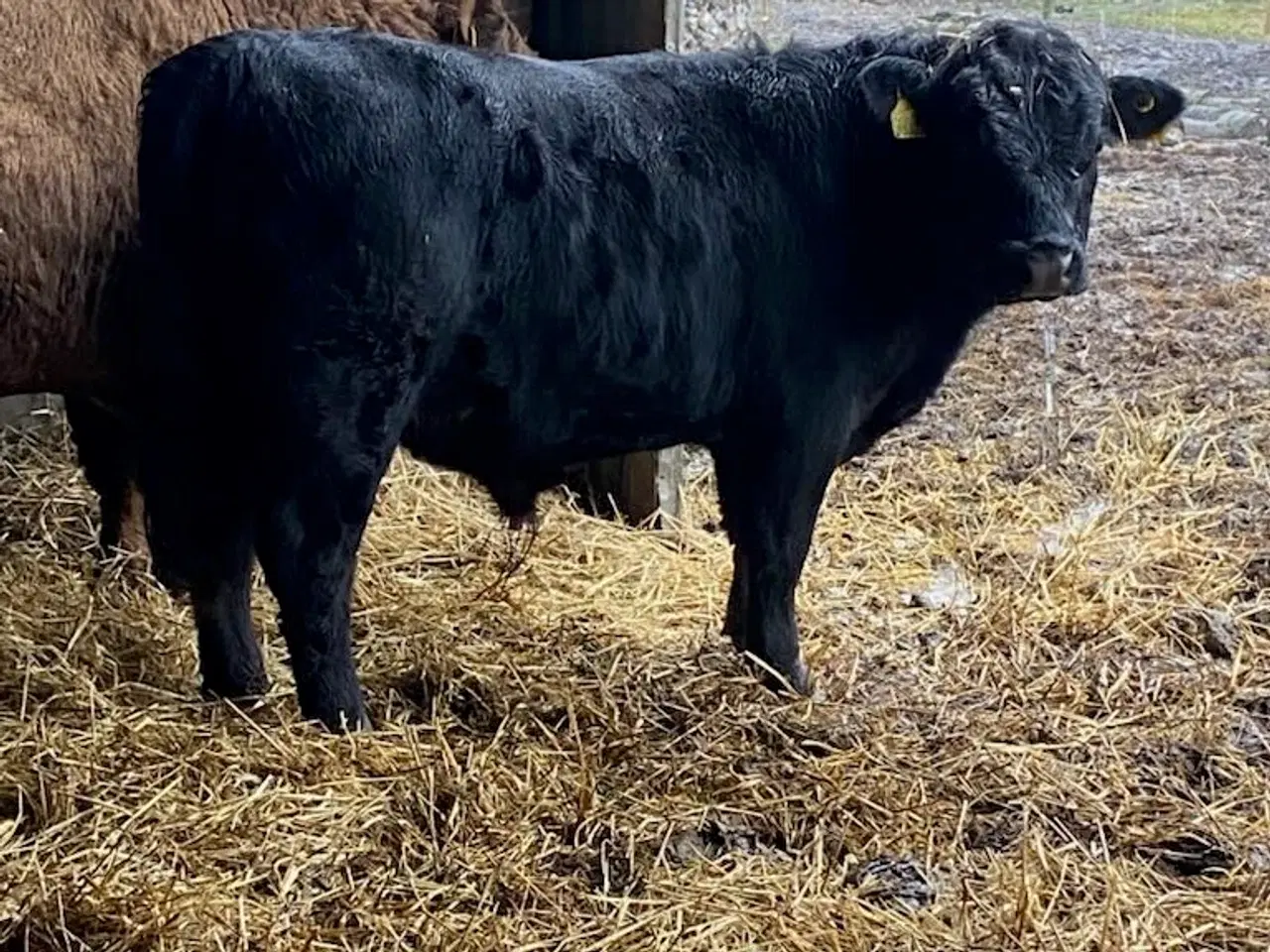 Billede 5 - Dexter tyrekalve