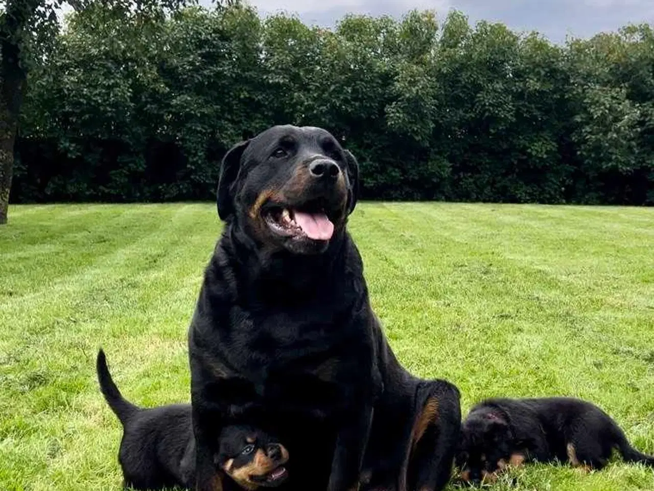 Billede 15 - Rottweiler han 
