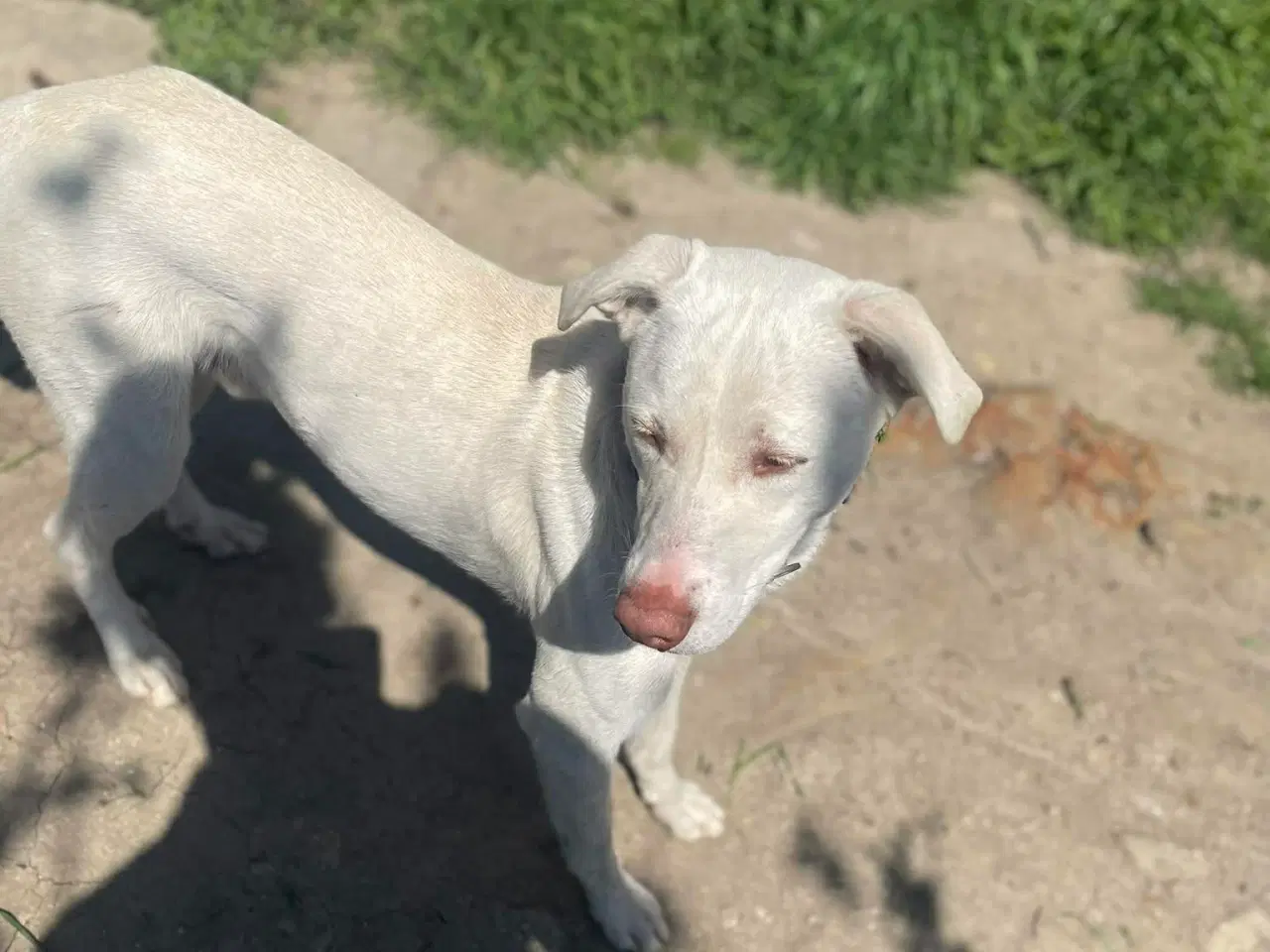 Billede 8 - Smukkeste Snoopy søger sit helt eget hjem