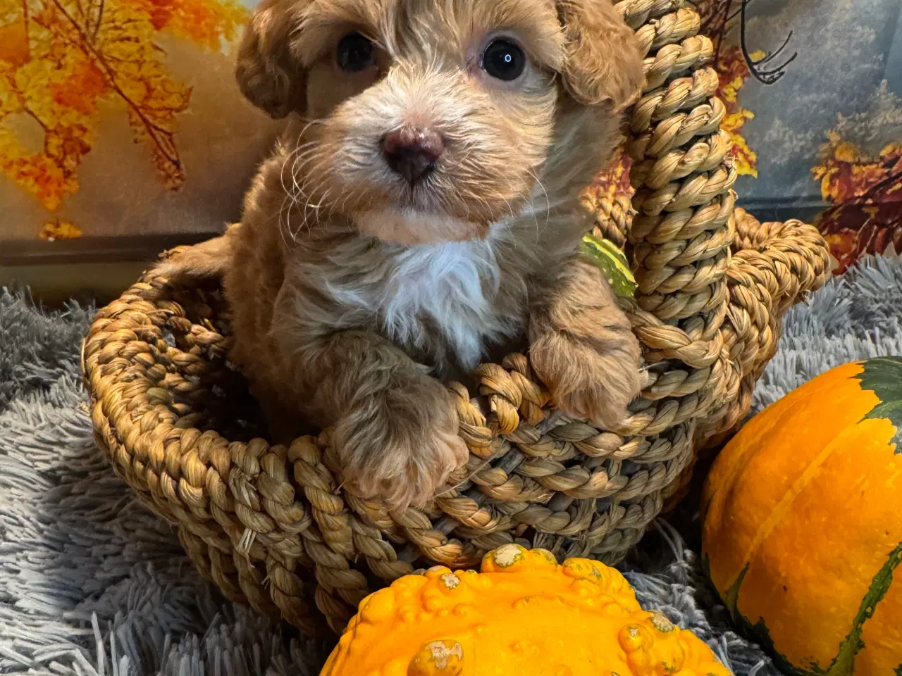 Billede 7 - 🐾✨ Skønne Maltipoo hvalpe klar til deres nye fami