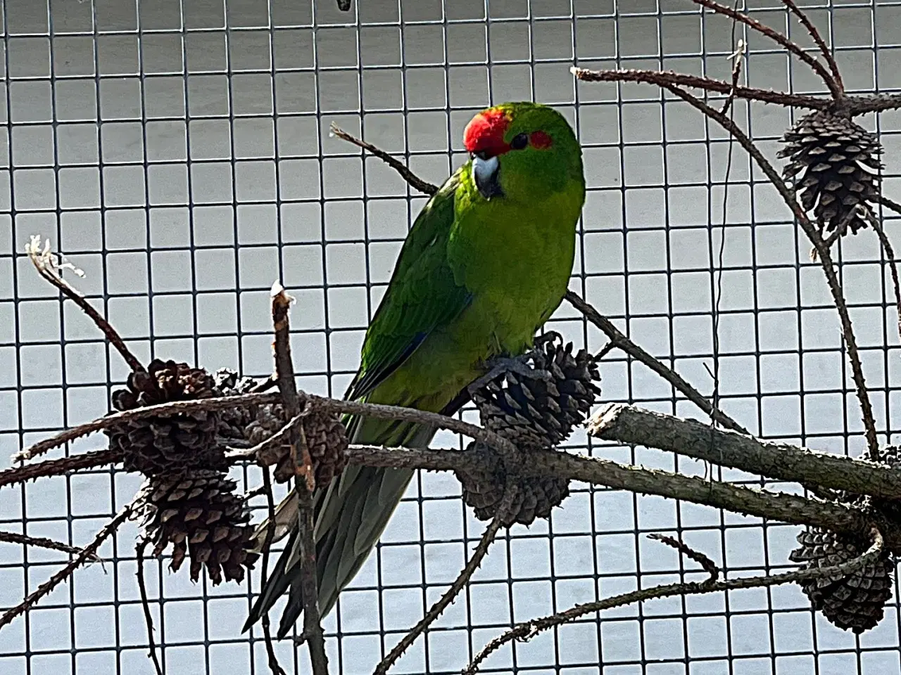 Billede 2 - Gedeparakit