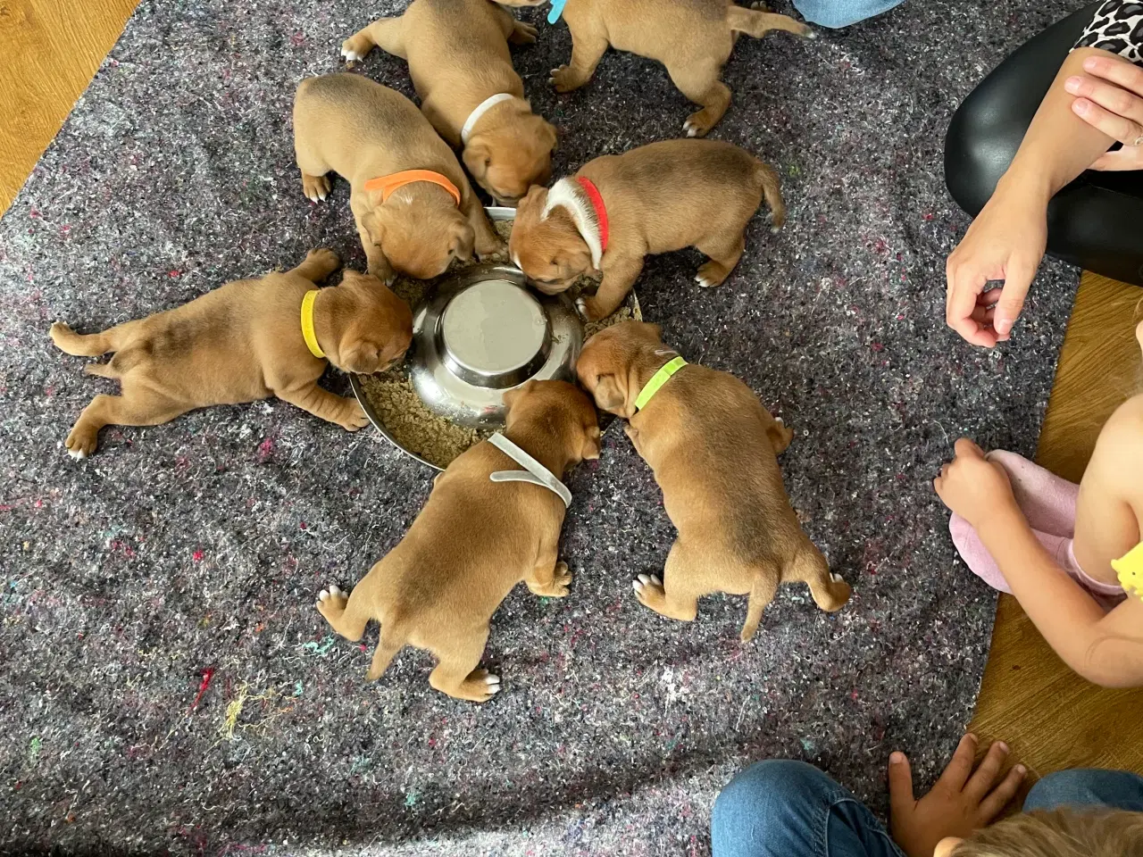 Billede 4 - DKK-hvalpe Staffordshire bullterrier 