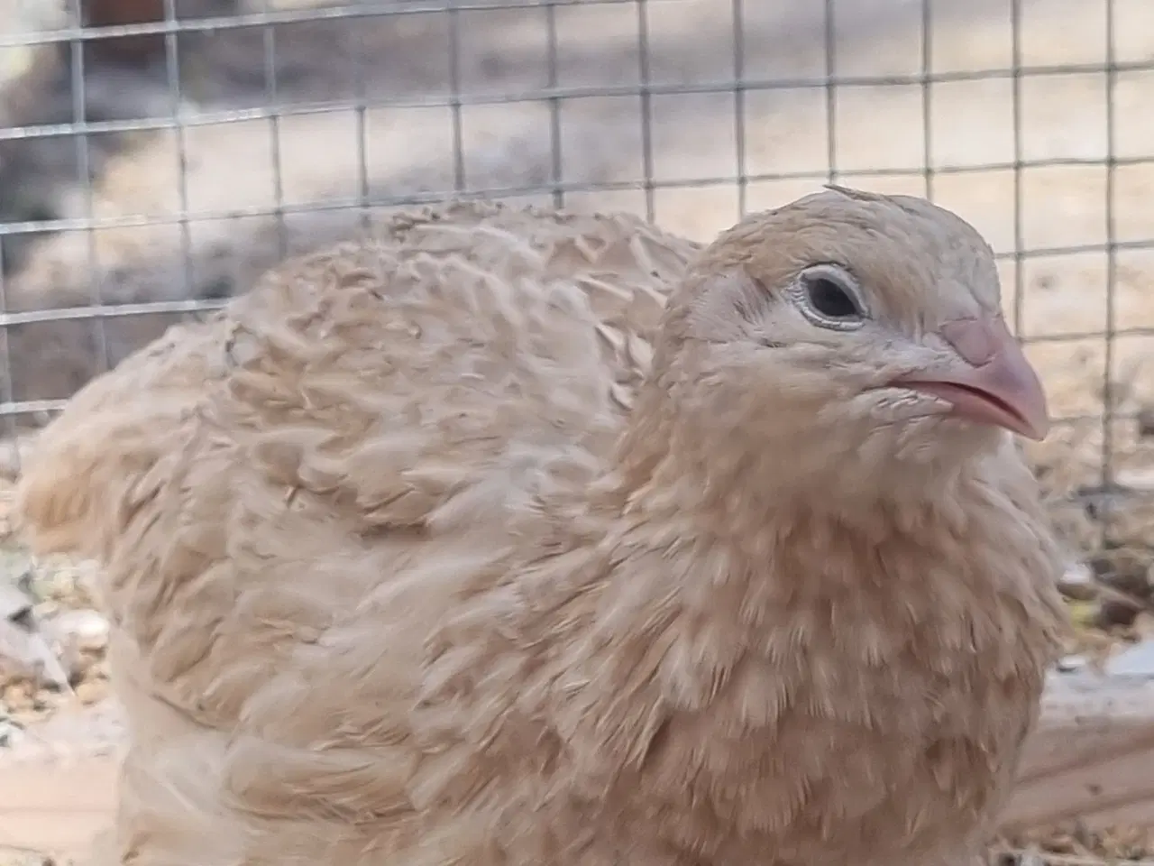 Billede 8 - Jumbo Vagtler