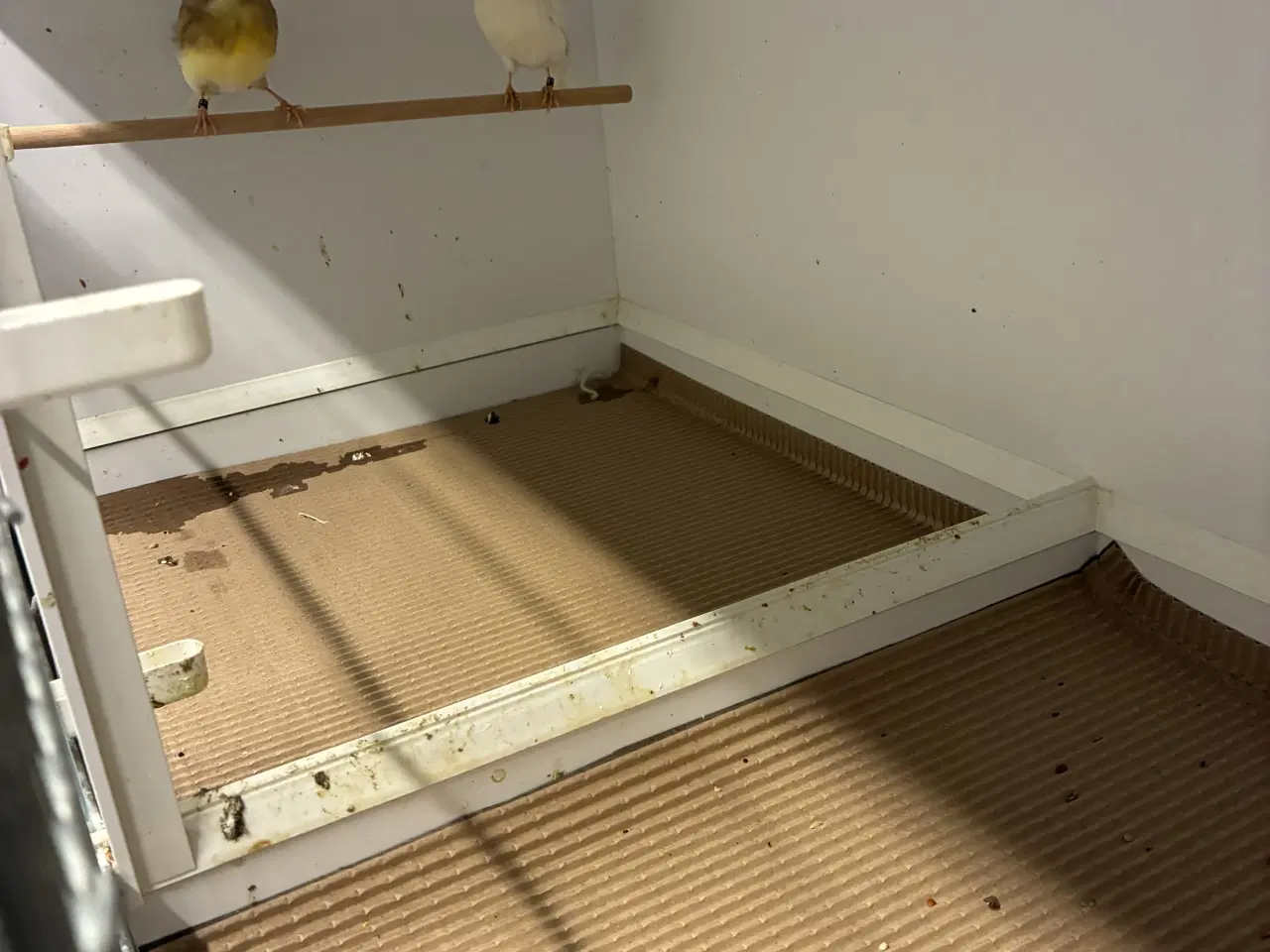 Billede 2 - Gloster kanarier