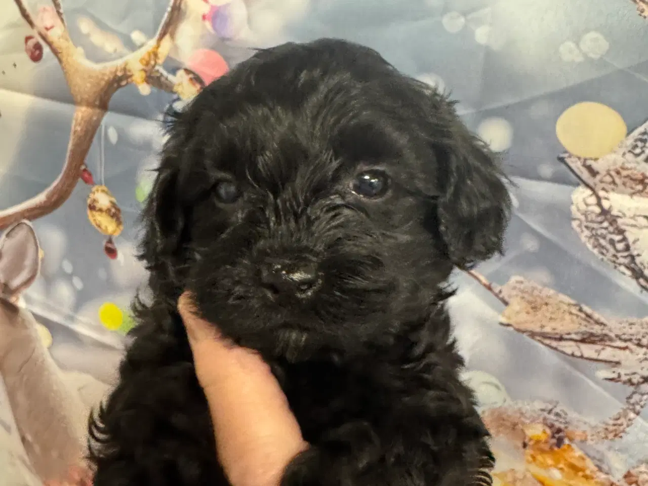 Billede 8 - Cavapoo miniature klar i det Nye år 