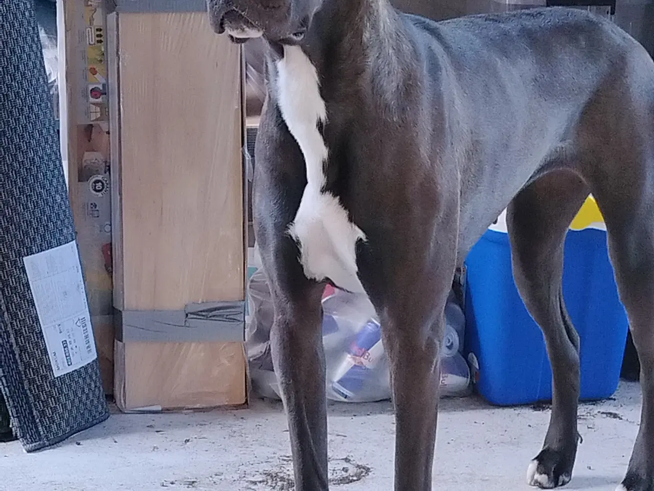 Billede 3 - 2 årig Hund søger nyt hjem 