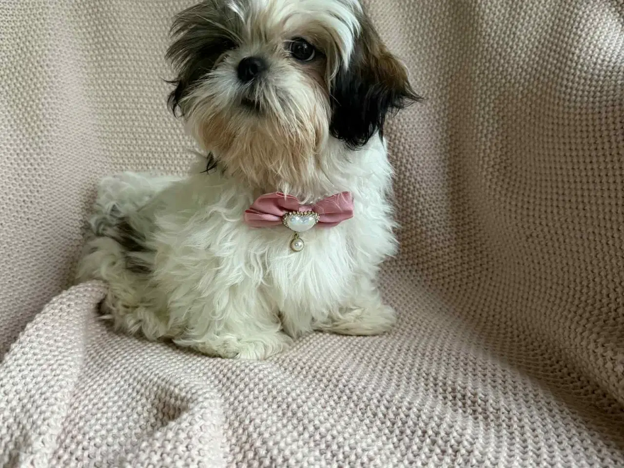 Billede 2 - En smuk, 3 måneder gammel shih tzu hvalp – Zara –