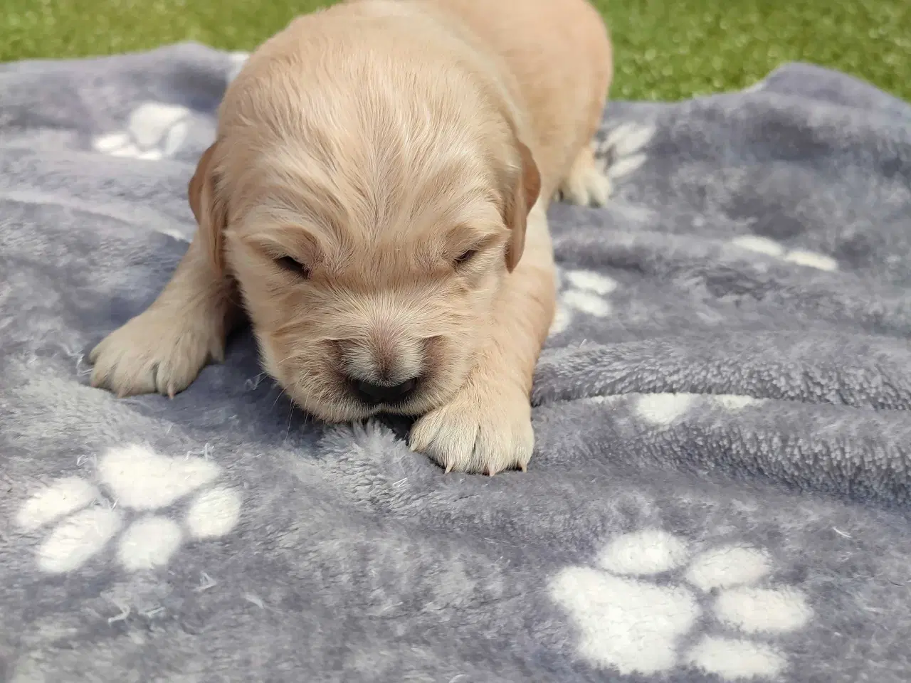 Billede 1 - Golden Retriever Hvalpe 