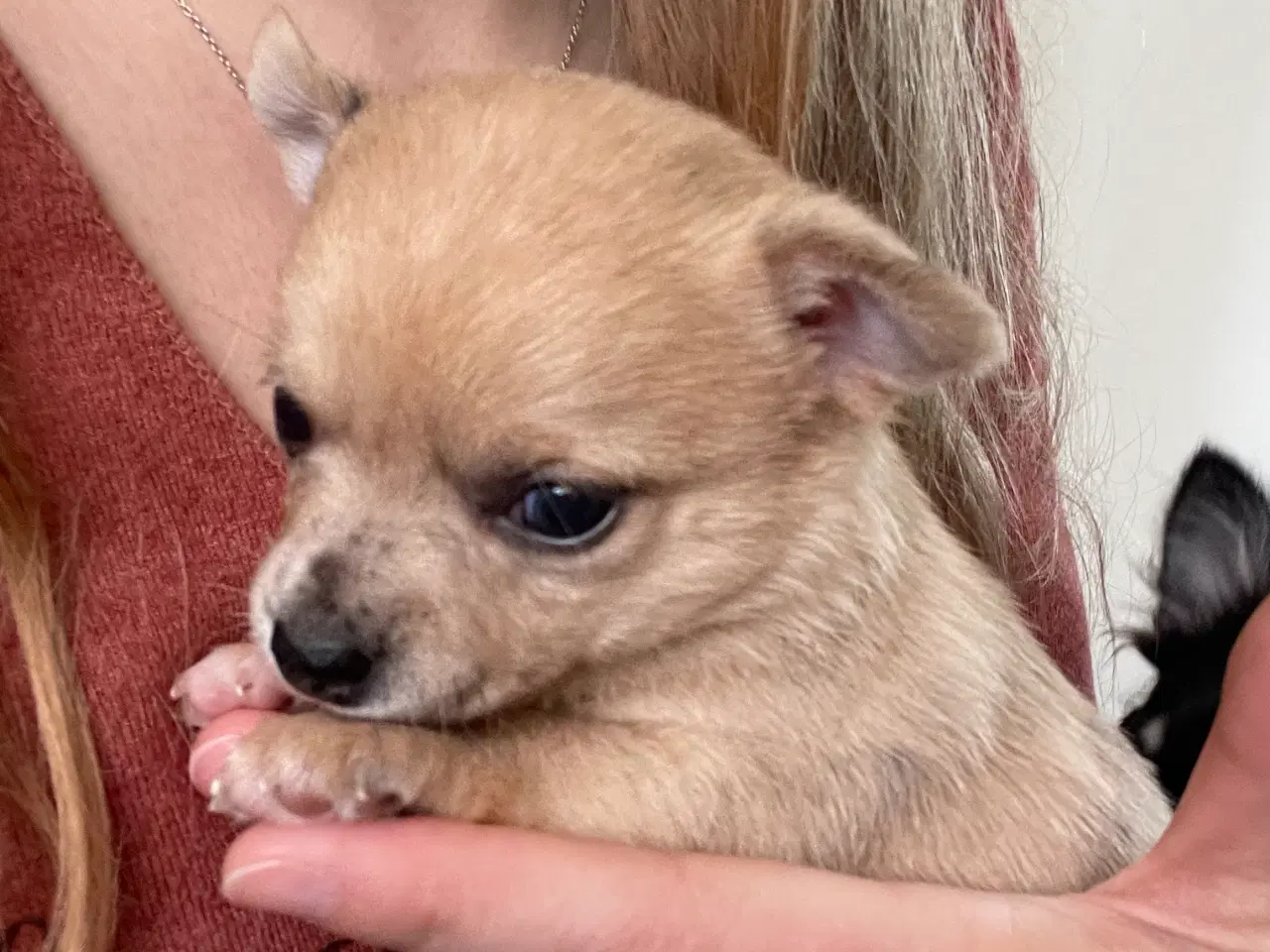 Billede 1 - Chihuahua tæve korthåret 
