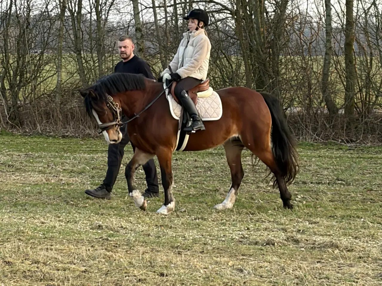 Billede 2 - Welsh Hoppe 