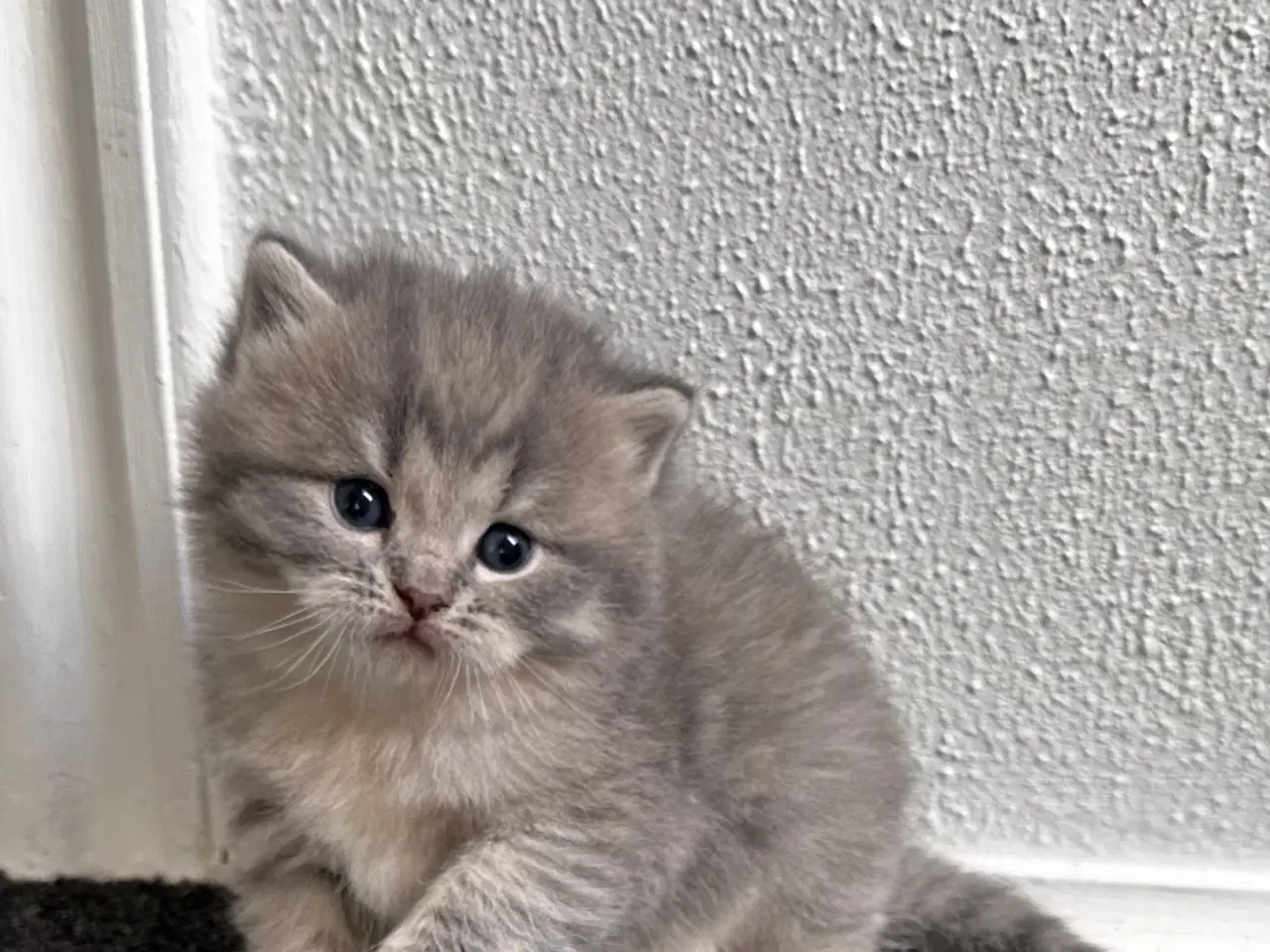 Billede 3 - British shorthair killinger søger hjem