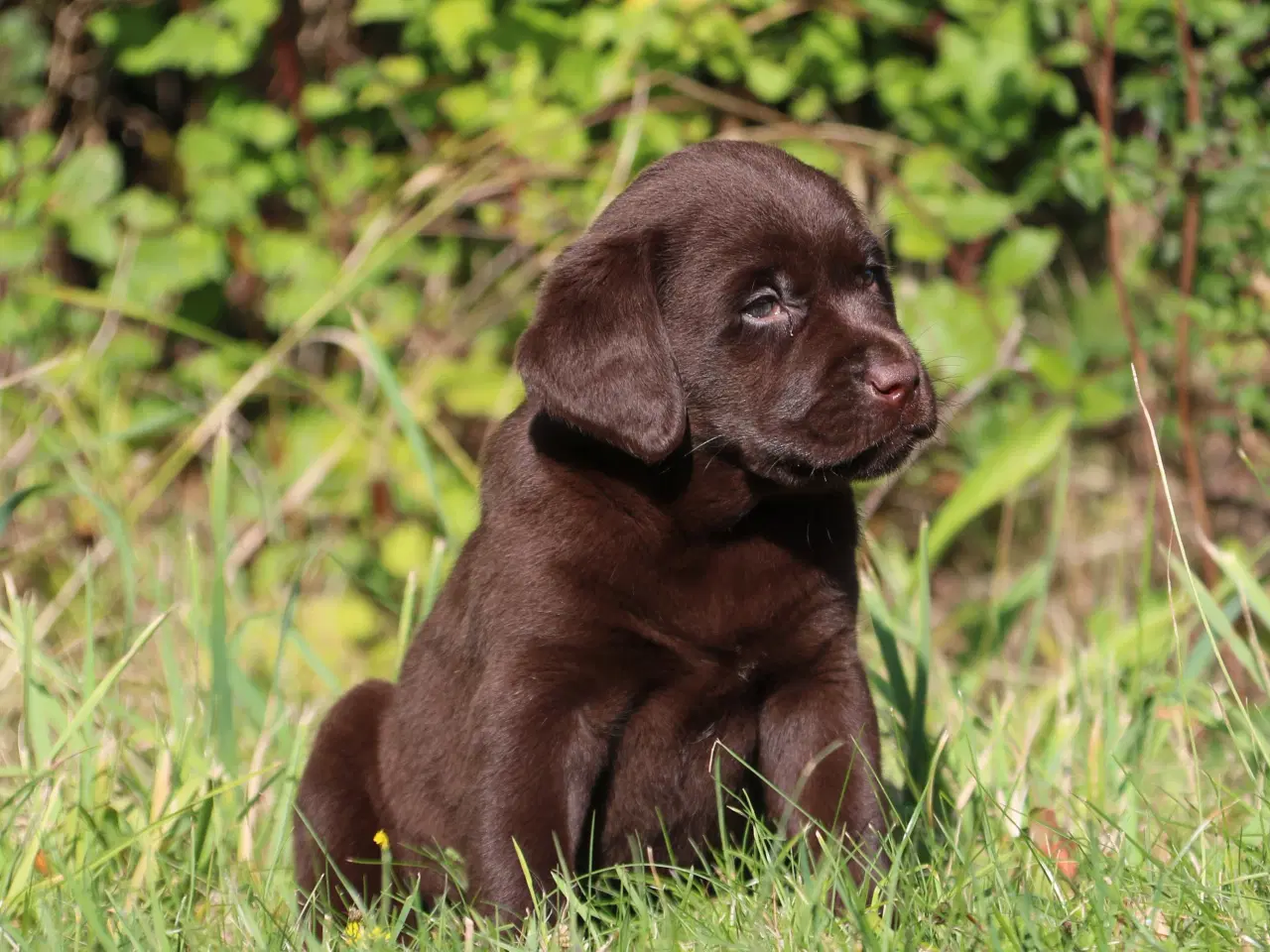Billede 6 - Labrador