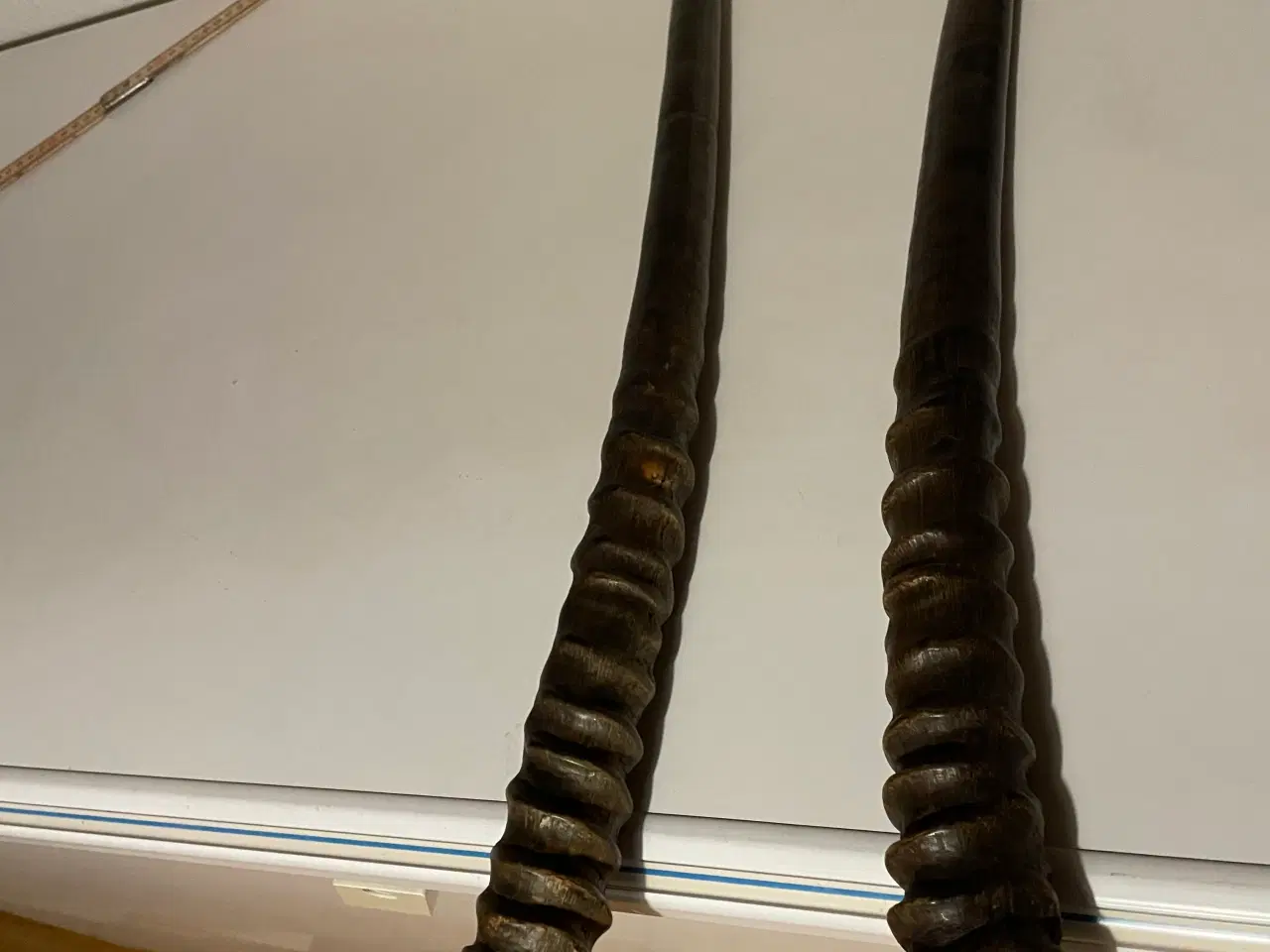 Billede 1 - Antilopehorn