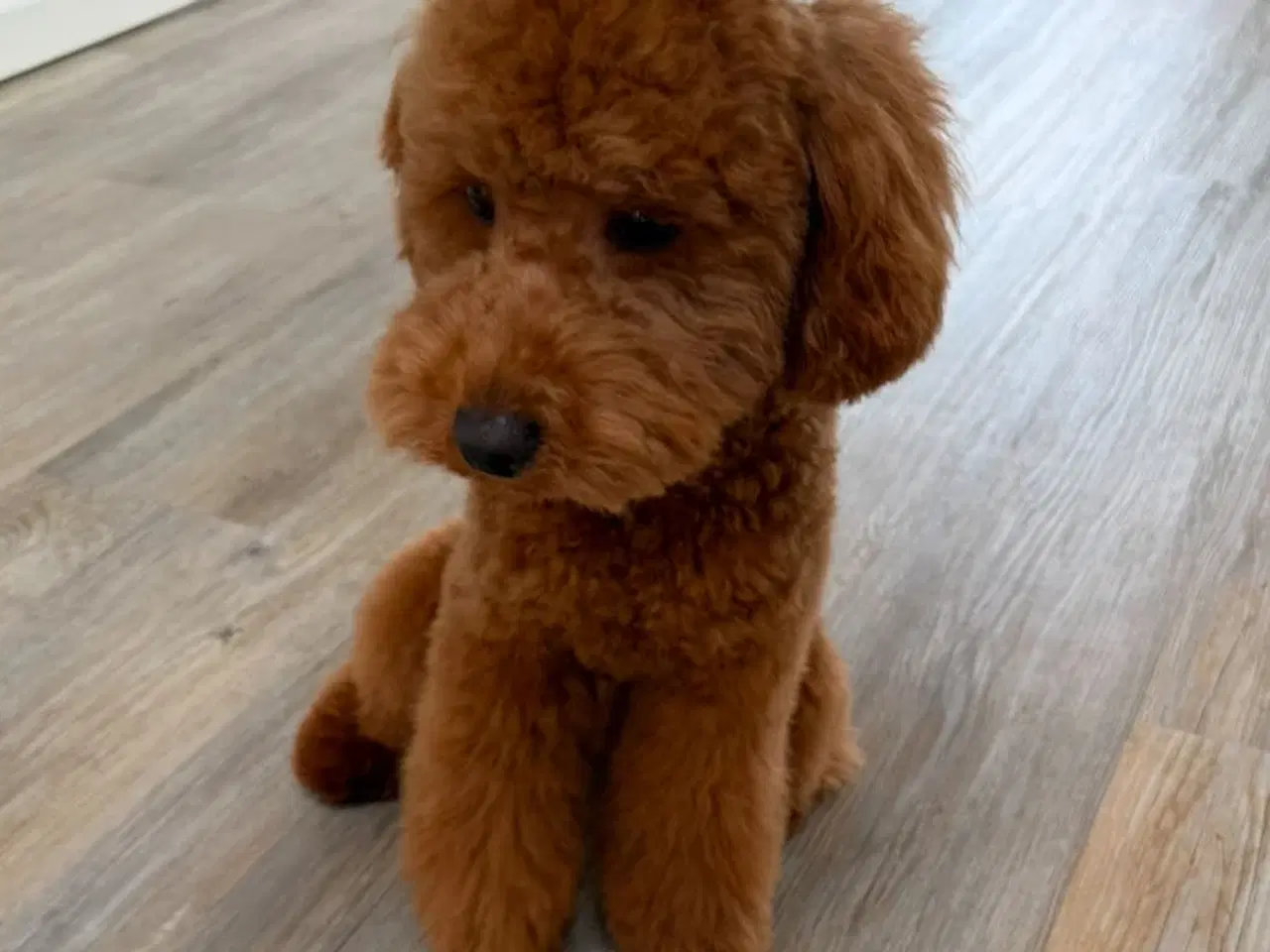 Billede 4 - Cockapoo hvalpe 8 uger 