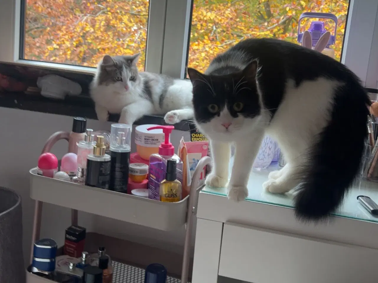 Billede 2 - Flotte main coon blandnings killinger