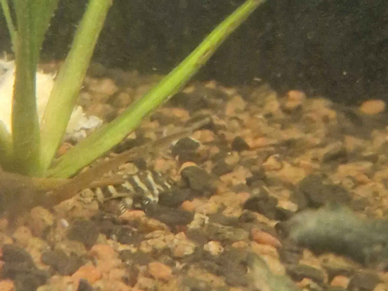 Billede 3 - L333 Unger