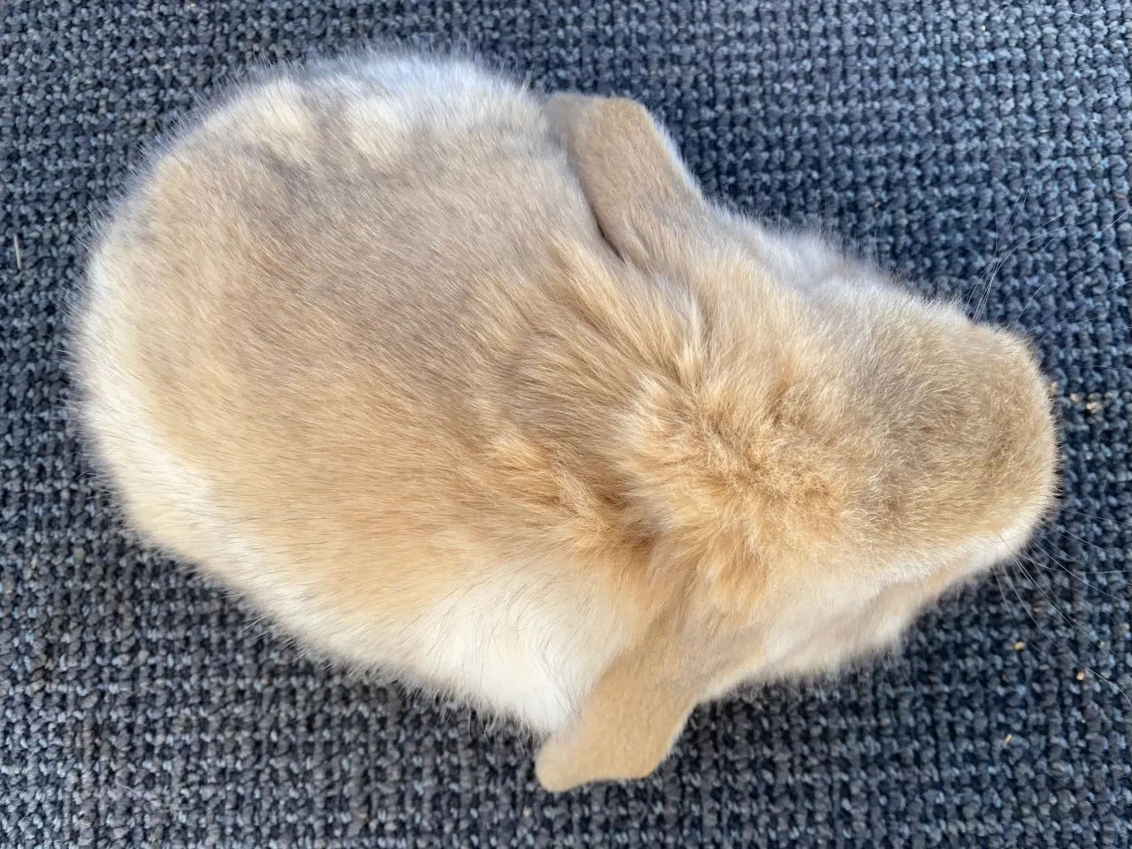 Billede 9 - FRANSK VÆDDER HUN VILDTGUL