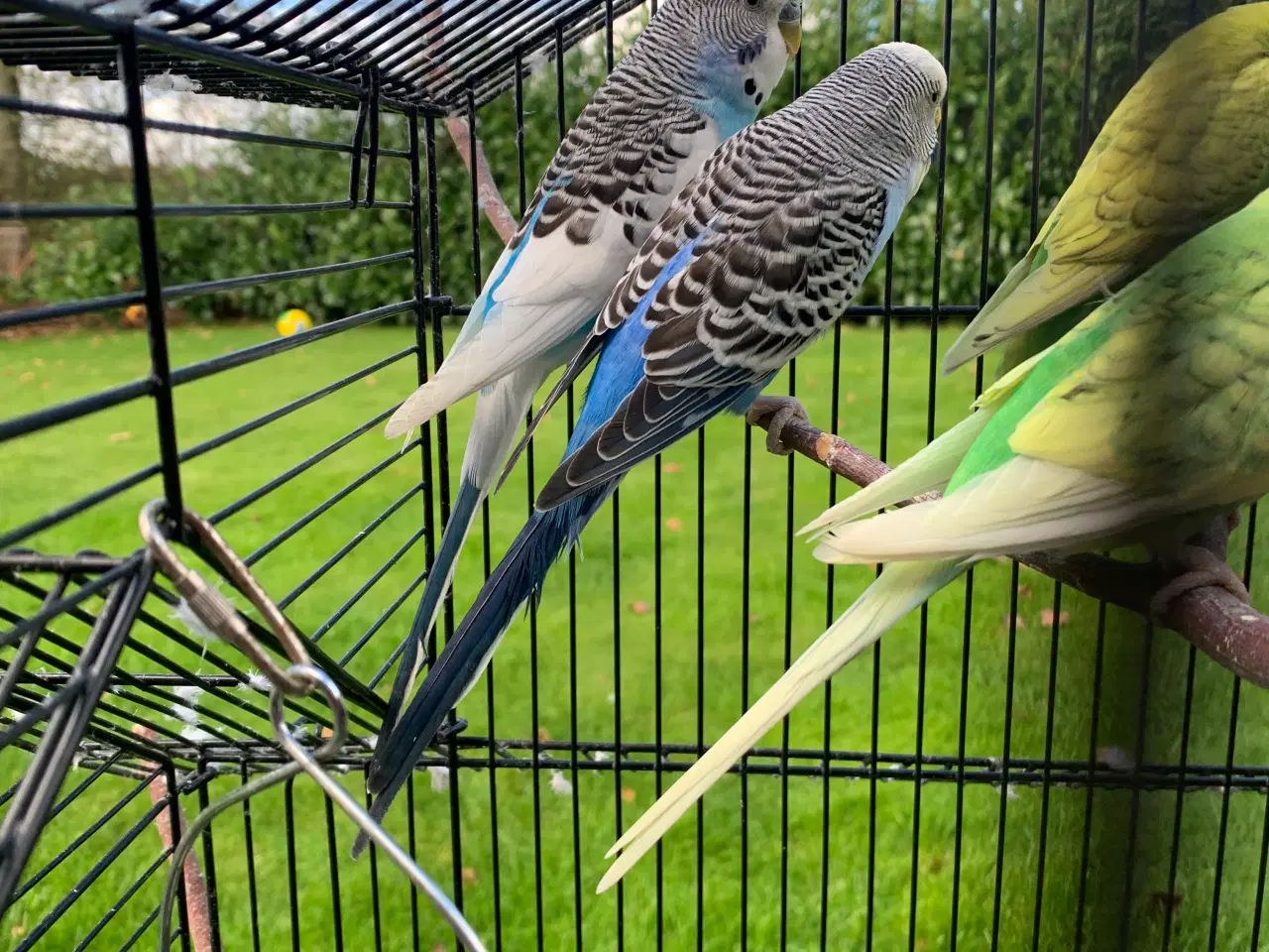 Billede 4 - 7 søde undulater