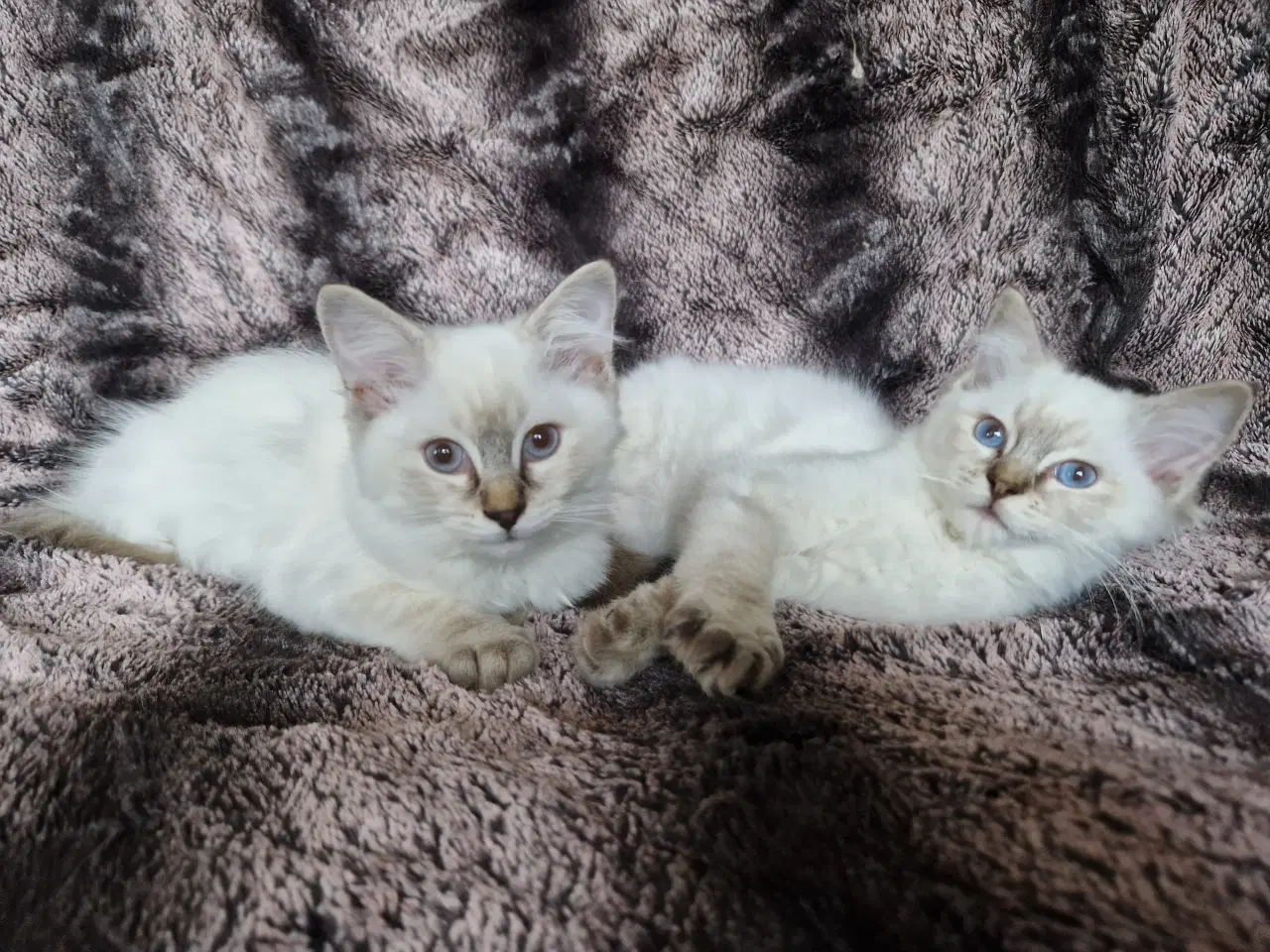 Billede 1 - Ragdolls kittens