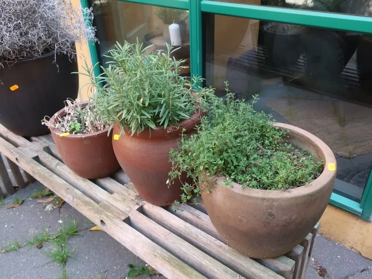 Billede 2 - 4 stk. planter