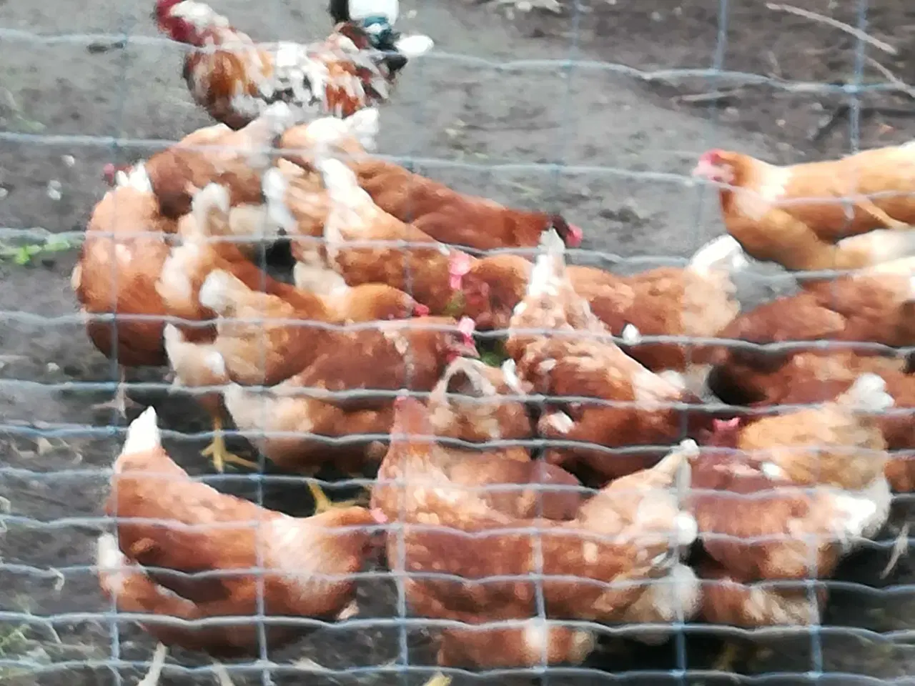 Billede 2 - Gode ægge lægger røde amerikaner