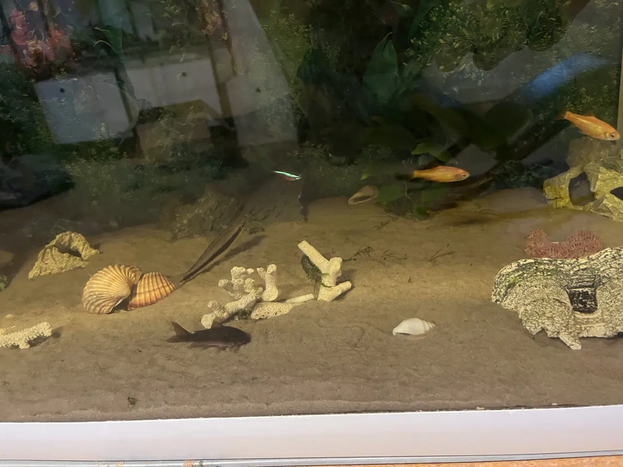 Billede 3 - Akvarie med fisk, sand, filter og varme rør