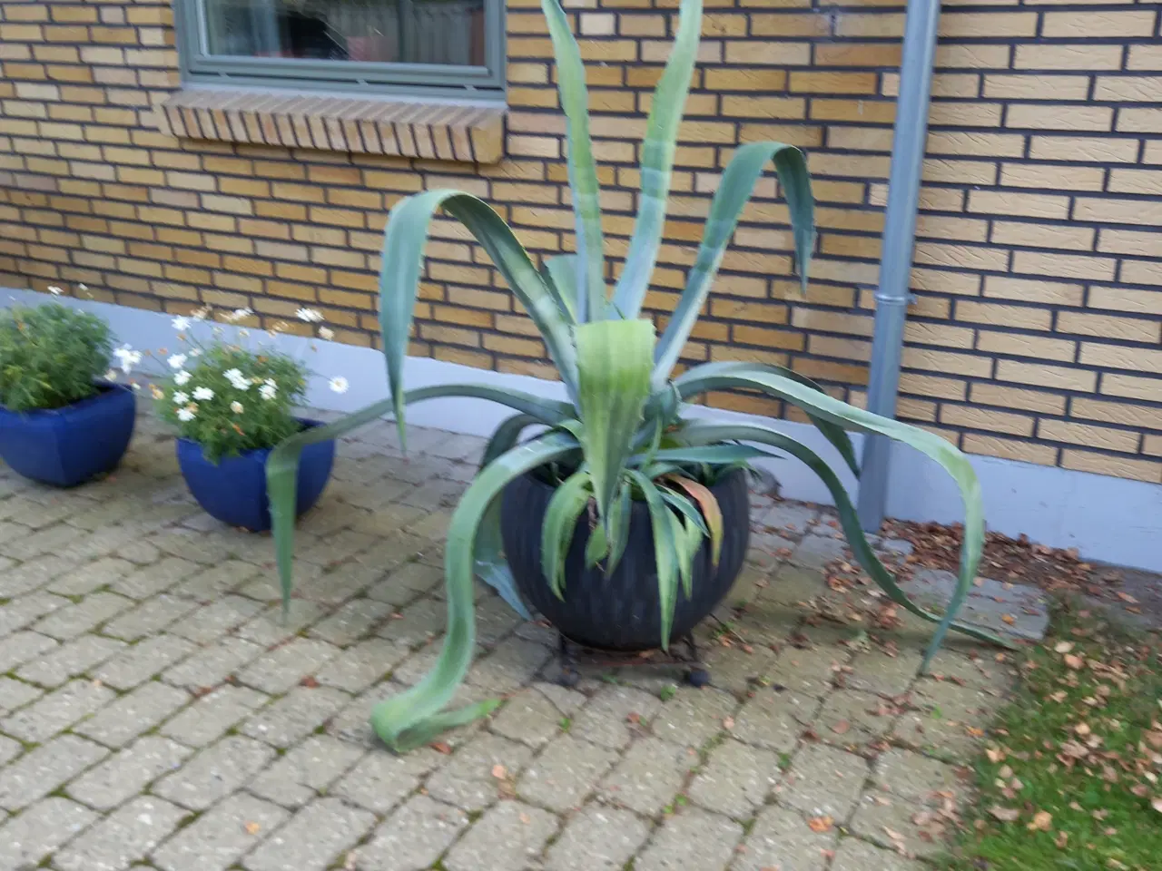 Billede 1 - Stor agave inkl. potte