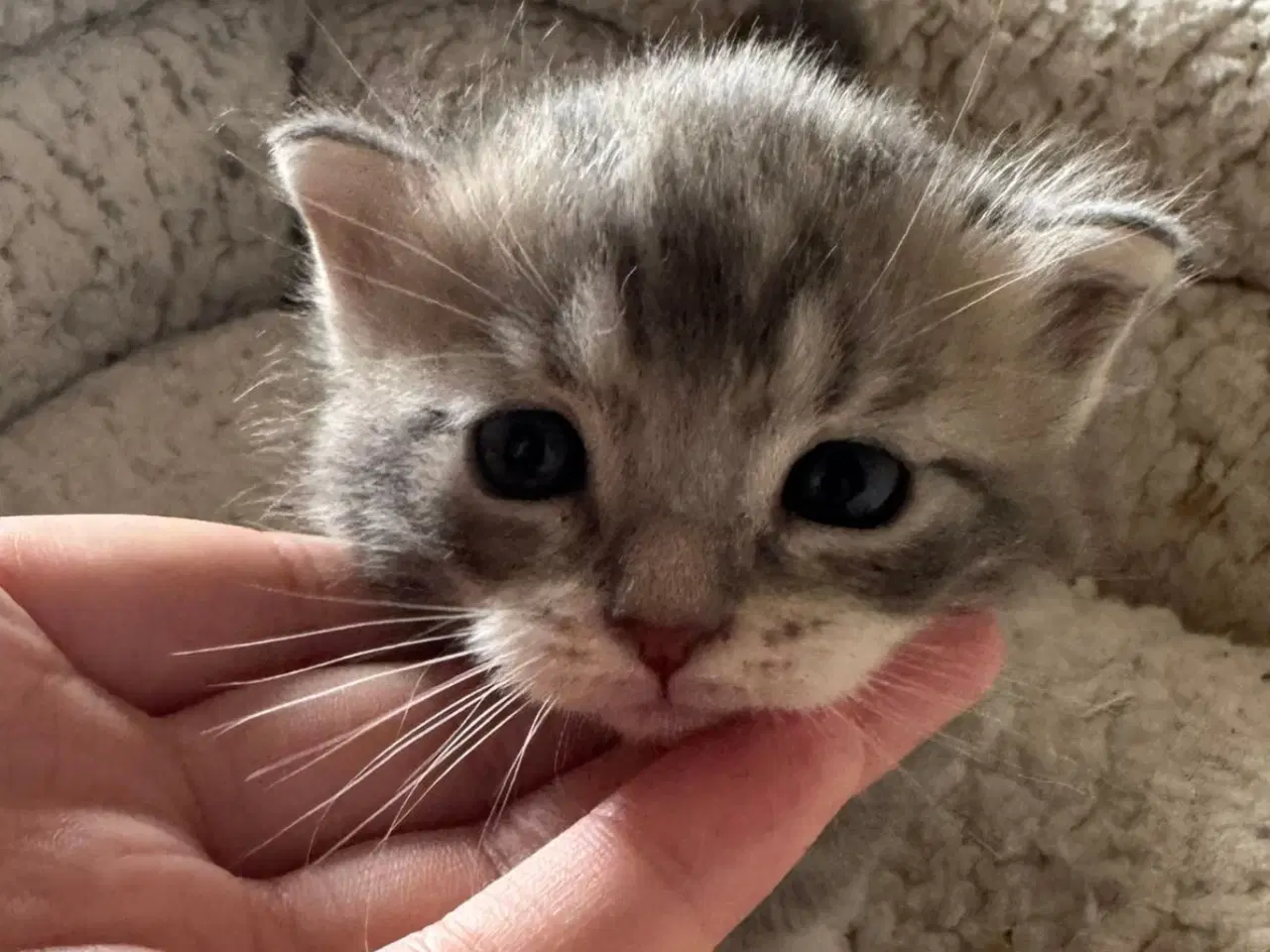 Billede 4 - Maine coon blandings killinger sælges