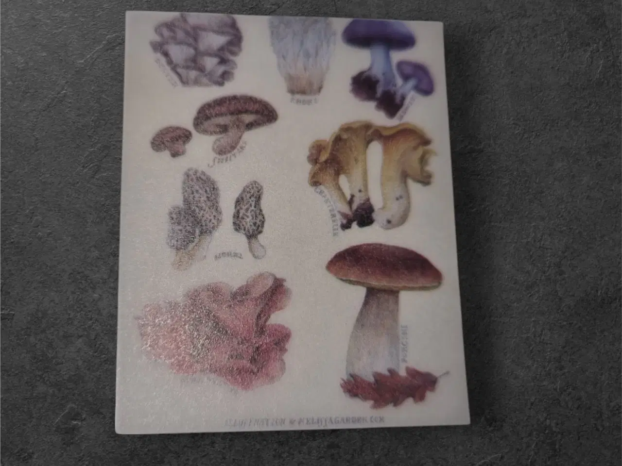 Billede 1 - Papirark med botaniske svampeillustrationer