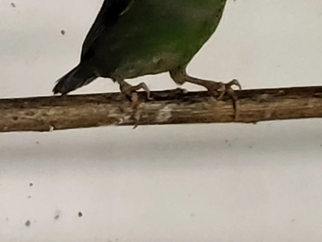 Billede 4 - Blåhoved papegøje amadine 