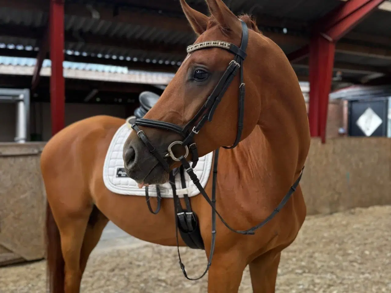 Billede 1 - Fantastisk vallak med godt hoved!😊