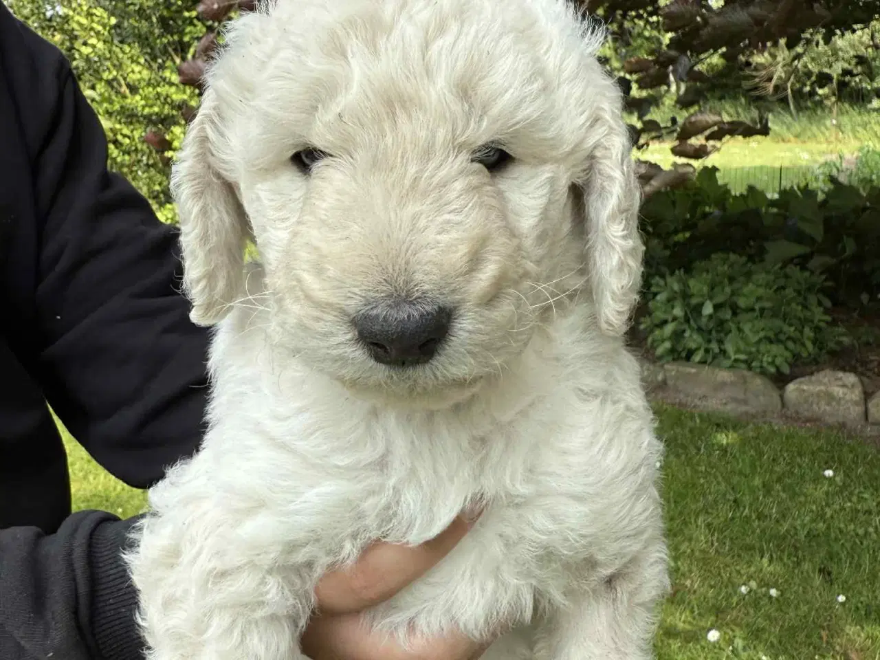 Billede 10 -  Goldendoodle 2. generation 