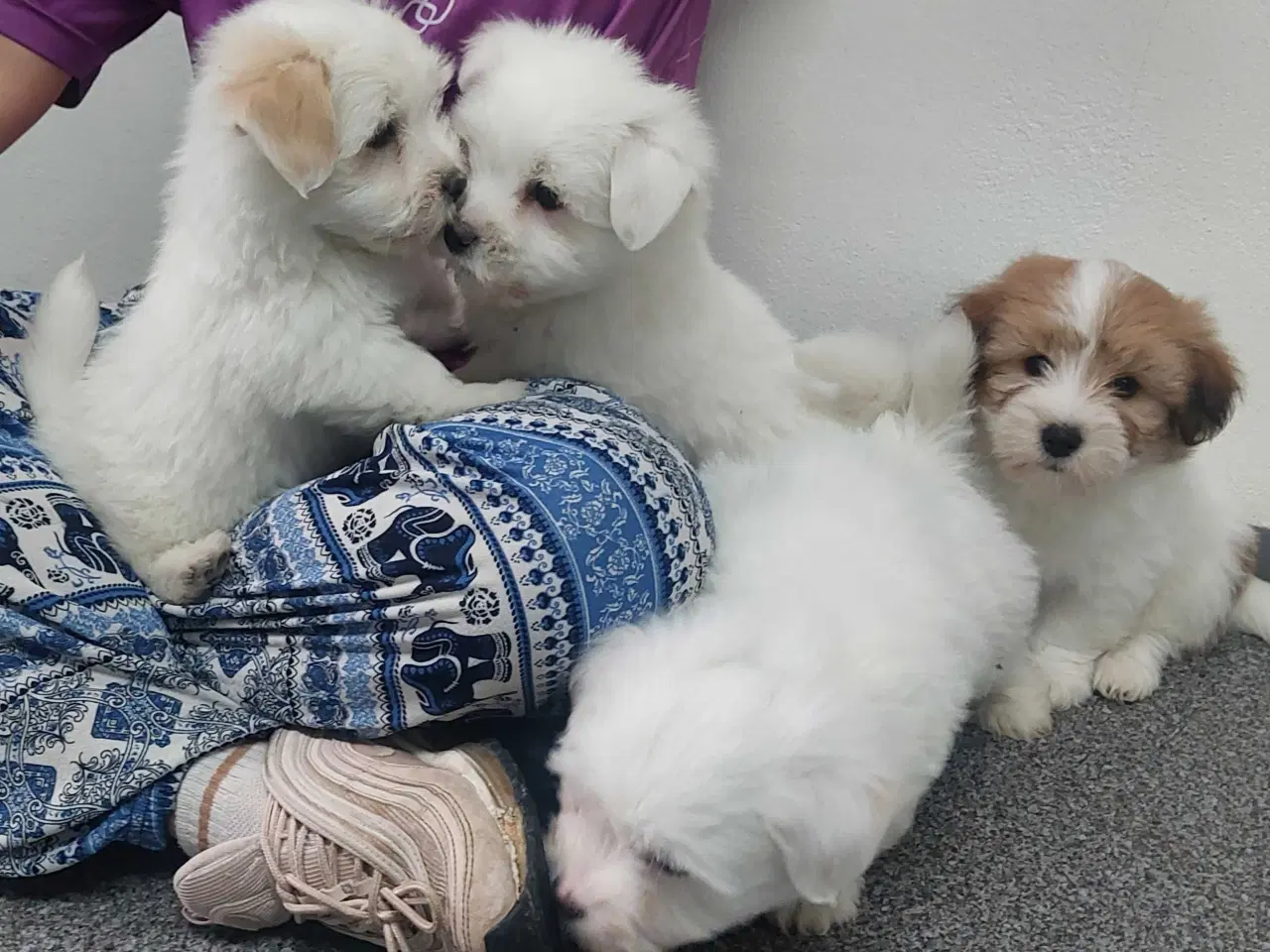 Billede 6 - Coton de tulaer