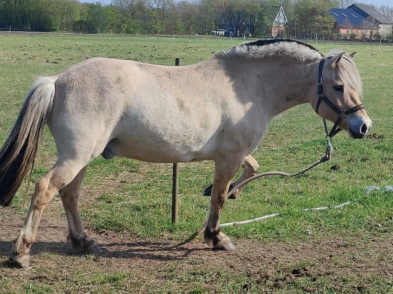 Billede 2 - Fjordhest vallak 8 år