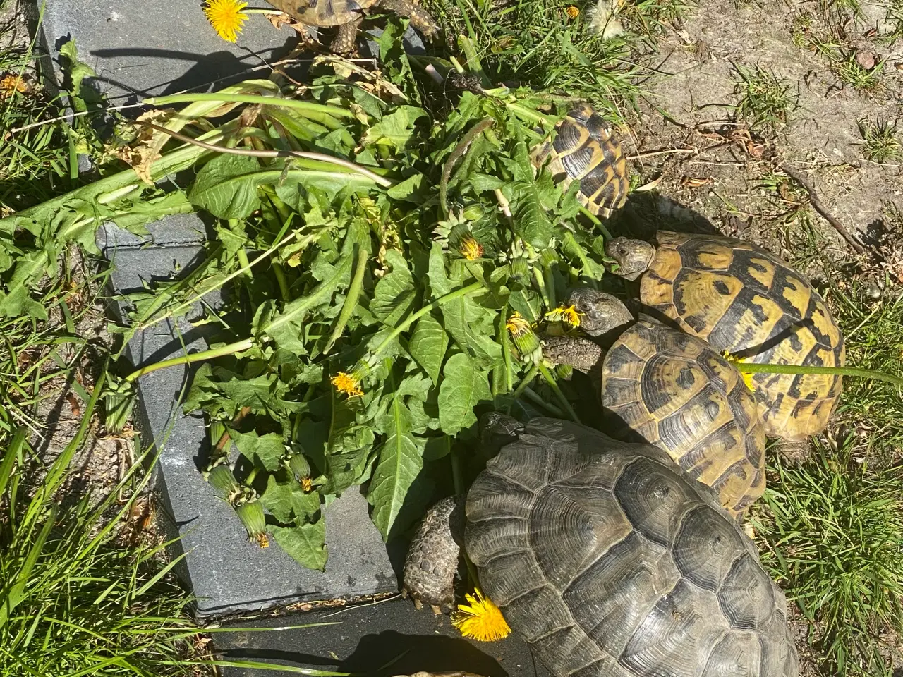 Billede 5 - Modtager/giver godt hjem til Landskildpadder 