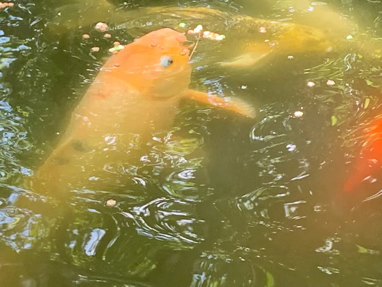 Billede 6 - Koi, guldfisk og forskellige karper