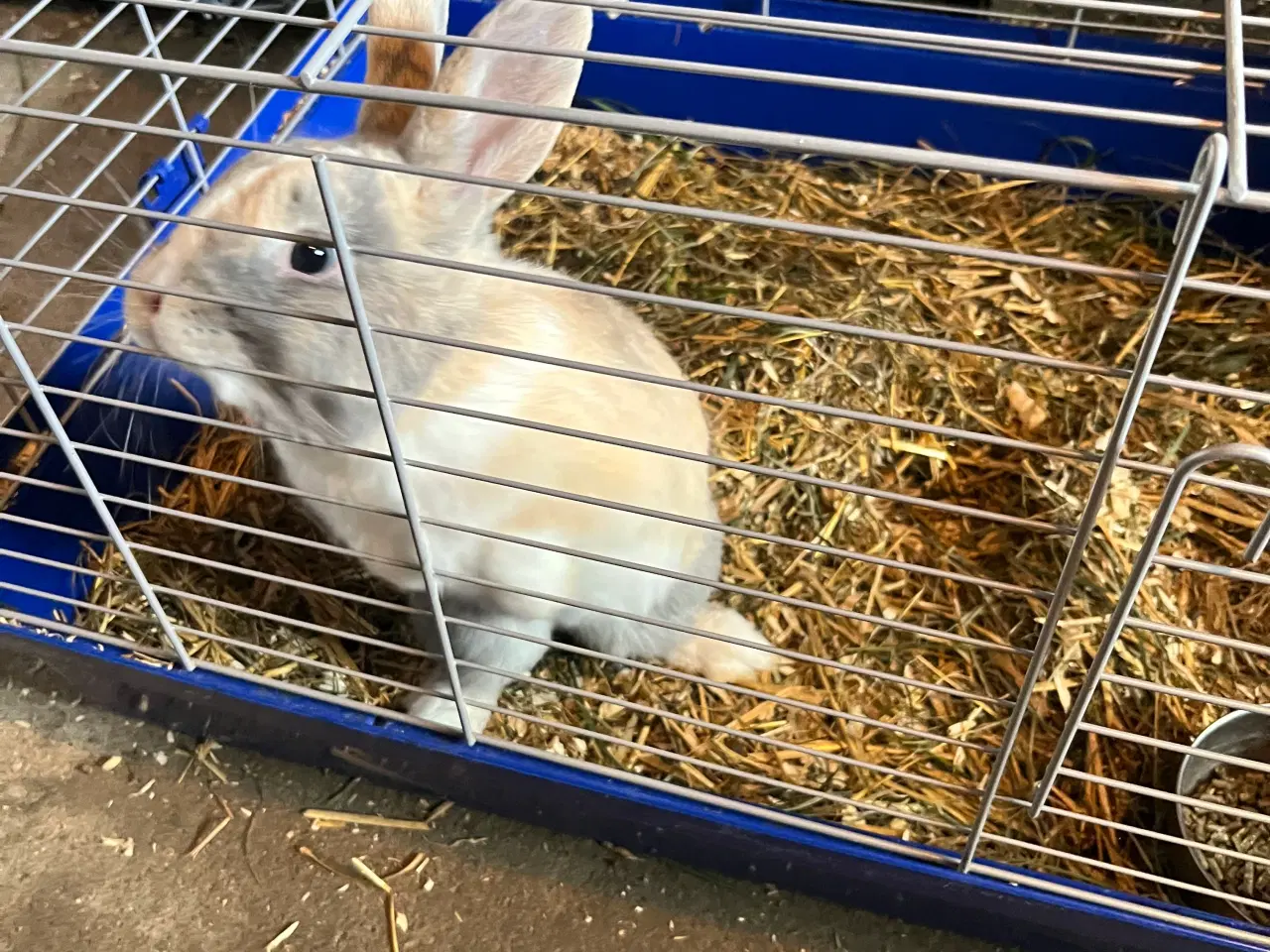 Billede 1 - Kanine han fra Jan. 