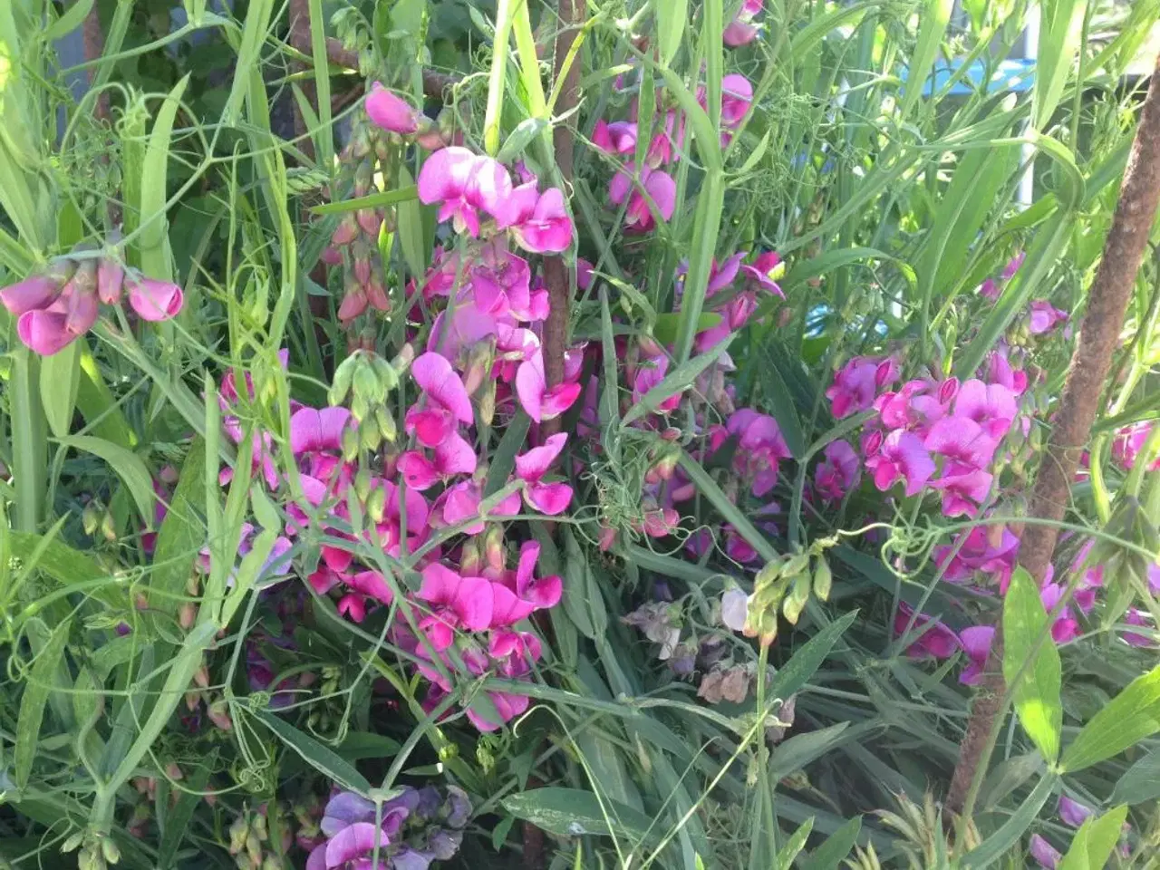 Billede 1 - Lathyrus