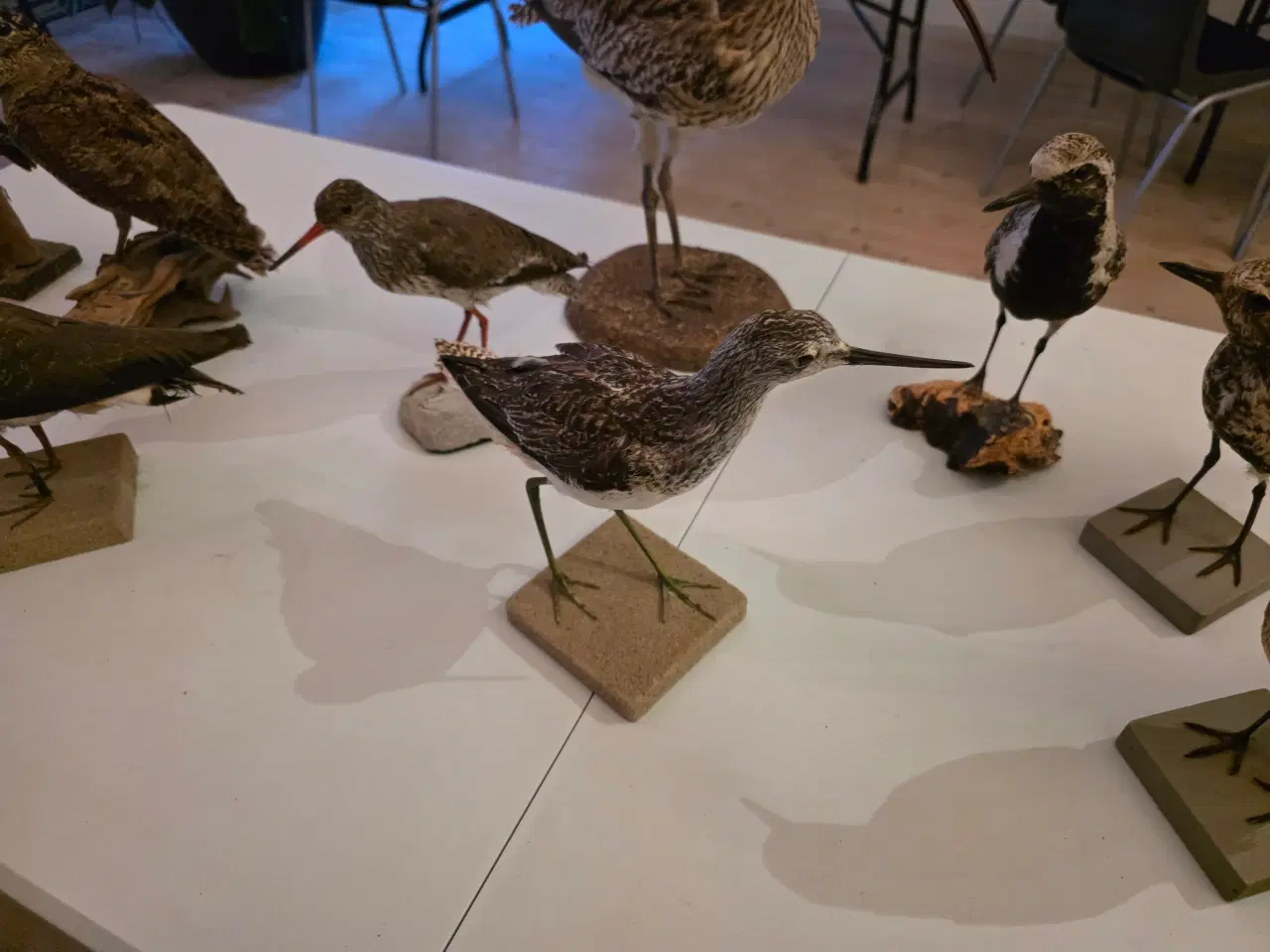 Billede 5 - Vadefugle, sælges samlet eller hver for sig