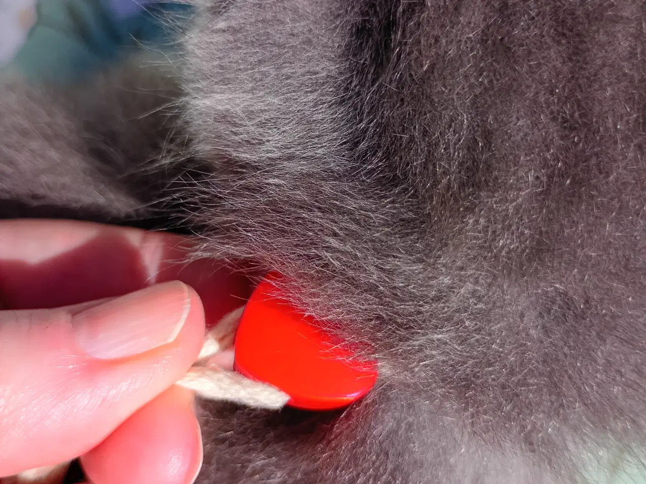 Billede 2 - British shorthair pige - RESERVERET